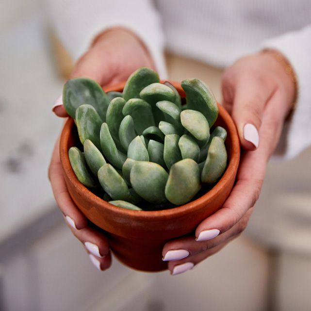 BOUQUET №5 - Desert Bloom (Ediție limitată)